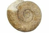Jurassic Ammonite (Stephanoceras) Fossil - England #279162-1